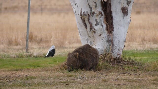 Wombat with mange eating grass in daylight by a gumtree
