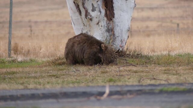 Wombat with mange eating grass in daylight by a gumtree