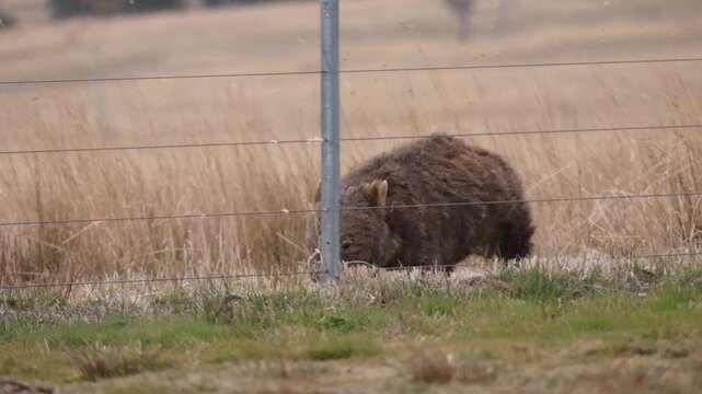Wombat with mange walking and struggling to push through a fence into field