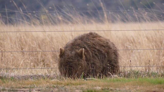 Wombat with mange eating grass by a farm fence 