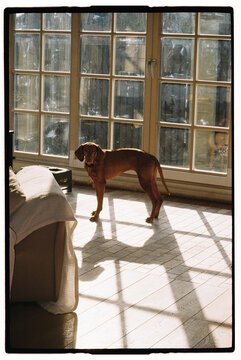 Dog standing in sunlit room with large windows 