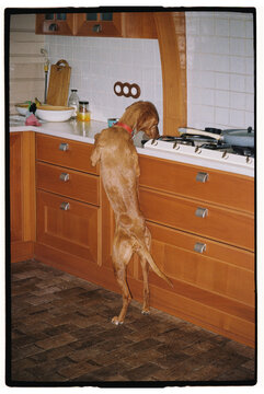 Curious dog investigates kitchen counter while standing on hind legs