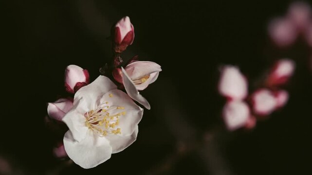 Tokyo,Japan - February 22, 2026: White Ume blossoms or plum blossoms or Japanese apricot blossoms at dawn
