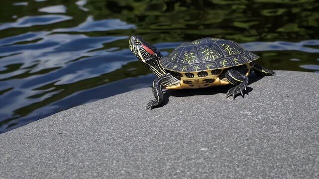 Serene 4K close up wildlife footage showing red eared slider turtle basking quietly rock calm pond highlighting detailed patterns shell reflective stillness water