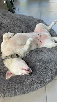 perro blanco jack russell descansando en su cucha	
