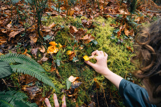 Person foraging wild mushroom in a forest