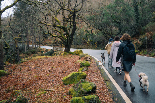Group walking on a winding road with dogs