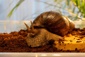 Close up portrait of giant African land snail with extended tentacles crawling on coconut soil near melon in home terrarium with green plants in background. Exotic pet keeping and terrarium hobby. © Maryia