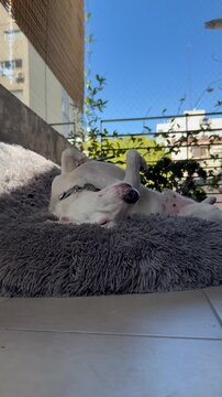 perro blanco jack russell descansando en su cucha	
