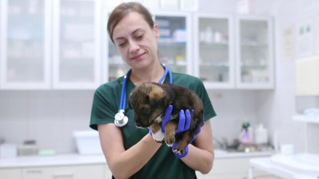 Video of unrecognizable doctor during appointment of patient in office a modern clinic. Skillful veterinarian is at the workplace in vet hospital. Woman holding cute tiny puppy dog