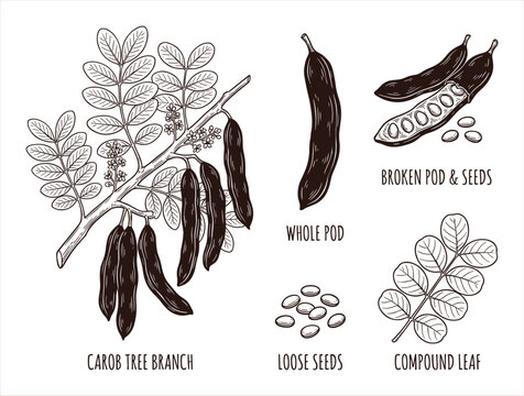 Detailed botanical illustration of carob tree branch with pods, broken pod with seeds, loose seeds, and compound leaf.