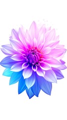 Fototapeta premium A vividly colored dahlia, rendered with gradient hues of violet, pink, and blue, set against a pristine white background. The petals are carefully detailed