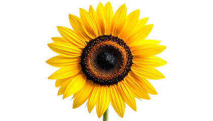 Obraz premium Bright yellow sunflower with a dark center, isolated against a black background