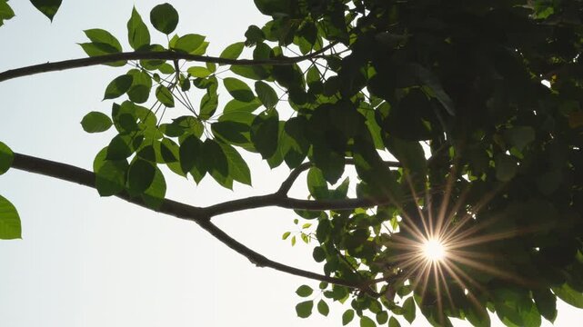 POV low angle of sun rays and rainbow starbursts shimmering through dense Tabebuia rosea leaves as the camera moves, creating a dynamic cinematic light effect and dreamy atmosphere.