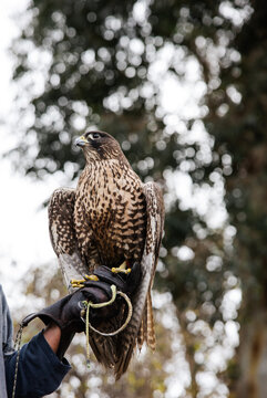 Majestic Falcon on Falconer's Glove Captured in Outdoor Setting