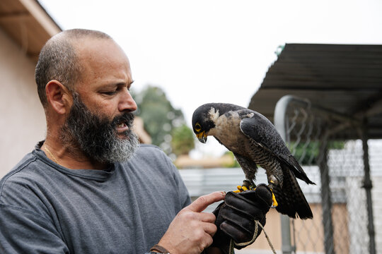Man Interacting with a Peregrine Falcon Outside