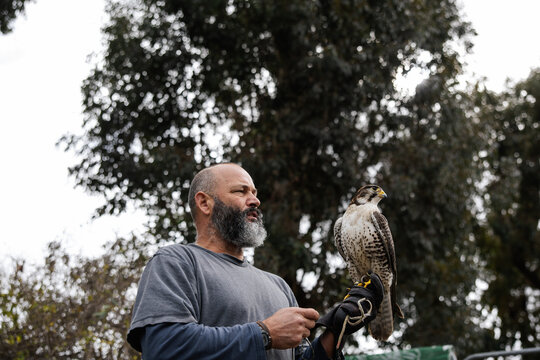 Man Falconer Holding a Trained Falcon Outdoors Using Glove