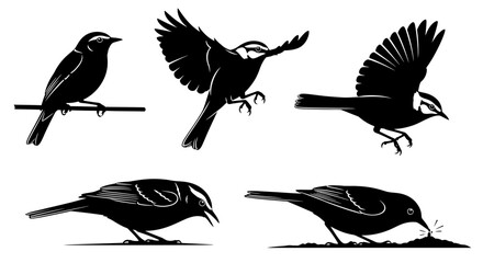 Obraz premium Bird Silhouettes in Various Poses