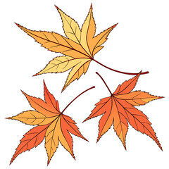 Vibrant Autumn Maple Leaves Isolated on White Background.