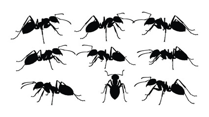 A group of black ants on a white background isolated on white background, Vector © SILHUETTECHEMBER