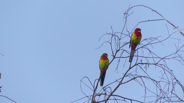 Pair of Eastern Rosellas perched in a tree before flying off