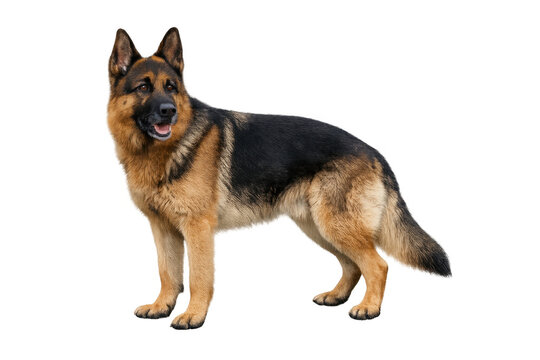 German shepherd dog standing alert loyal pet
