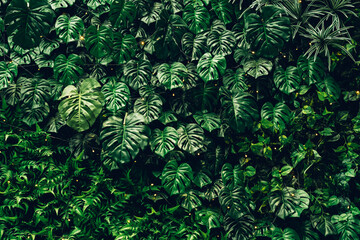 Close up group of background green leaves texture and Abstract Nature Background. Lush Foliage Textures. Exotic Greenery and Botanical Patterns.