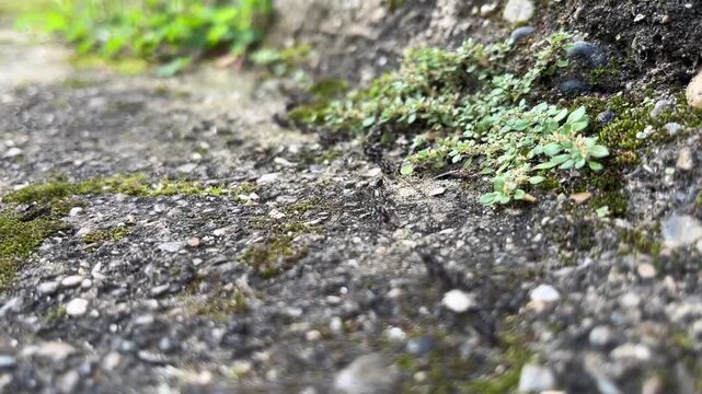 Black ants colony teamwork carrying food together in the wild