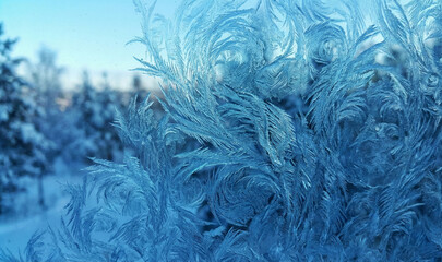 Obraz premium Ice Frost