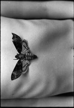 Butterfly on bare skin of anonymous woman