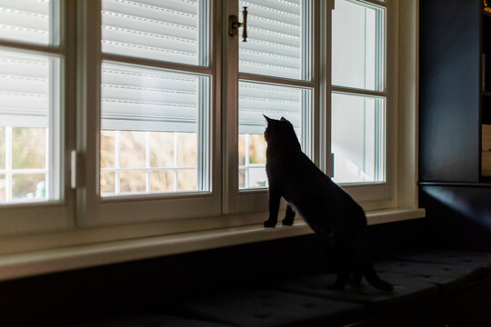 Cat seen from behind while observing the world out of the window