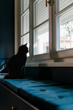 Cat looks at garden out of window