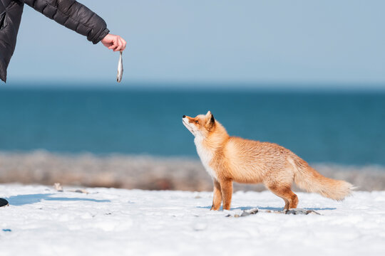 A Man Offers A Fish To An Ezo Red Fox On A Snowy Beach  