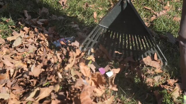 Professional worker raking dry autumn leaves in local park using metal rake during fall cleanup motion