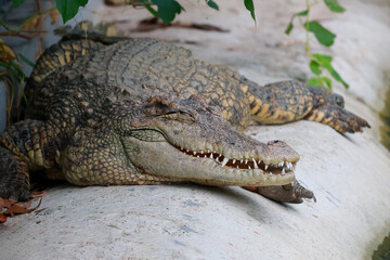 Fototapeta premium The crocodile is sleep and rest near the river