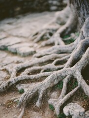 Gnarled Tree Roots Exposed in Soil Showcase the Intricate Details of Natures Design and the Passage of Time Near Rocky Terrain