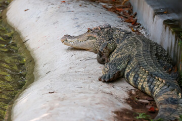 The crocodile is show head near the river