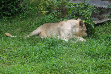 Obraz premium The female white lion is stay in garden