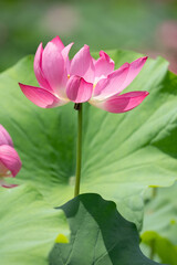 Obraz premium Beautiful pink lotus flower blooming over green leaves in summer garden
