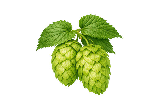 Green hop cones with leaves, brewing ingredient for craft beer, natural plant for herbal medicine