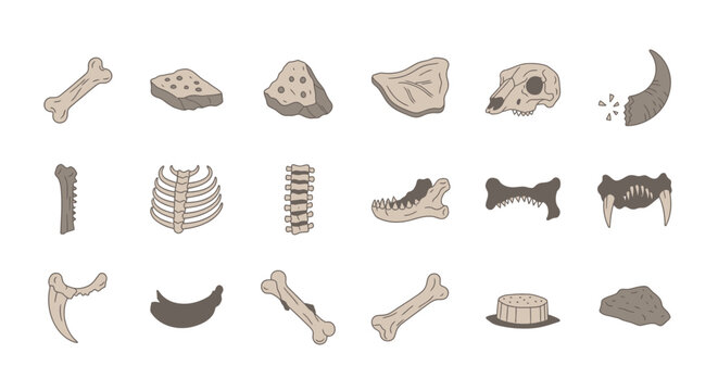 Collection of Various Animal Bones and Skulls.