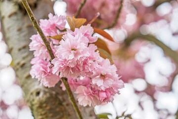 Fototapeta premium Experience the beauty of spring with this close-up of double cherry blossoms. The delicate pink petals create a romantic scene perfect for spring promotions and nature-themed projects.