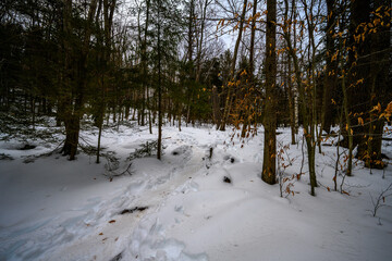 Winter Kaaterskill Forest