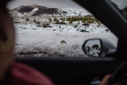 Little snow fox seen from a car
