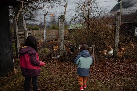 Little brothers discover a chicken coop