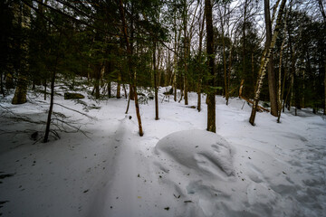 Winter Kaaterskill Forest