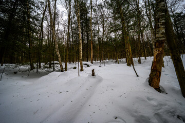 Winter Kaaterskill Forest
