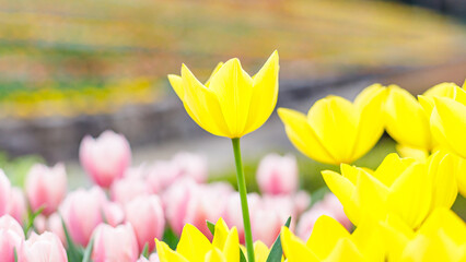 	黄色とピンクのチューリップ｜16:9