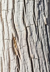 Obraz premium Close up abstract macro view of sun whitened, cracked, and heavily textured weathered wood grain showing the effects of extreme dry exposure, sun, summer, natural