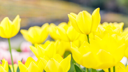 黄色のチューリップ｜16:9